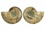 Cut & Polished, Crystal Filled Ammonite Fossil - Madagascar #310612-1